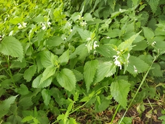 Lamium album