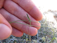 Neogaerrhinum filipes