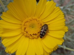Acmaeodera mixta