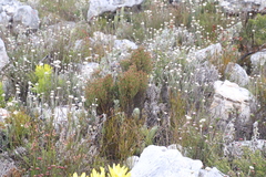 Seriphium cinereum