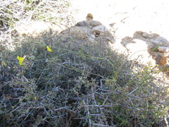 Neogaerrhinum filipes