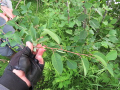Amelanchier canadensis