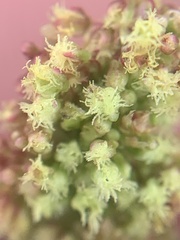 Rumex paucifolius