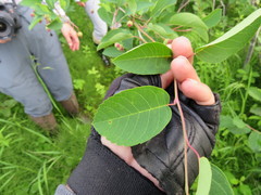 Amelanchier canadensis