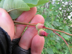 Amelanchier canadensis