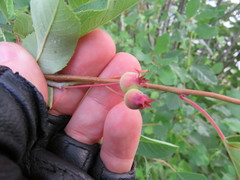 Amelanchier canadensis