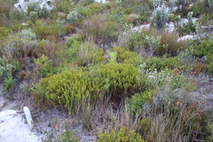 Lachnaea grandiflora