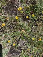 Ivesia lycopodioides scandularis