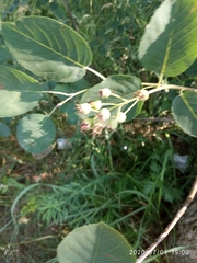 Amelanchier spicata