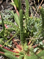 Ivesia lycopodioides scandularis