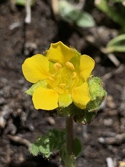 Ivesia lycopodioides scandularis