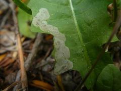 Liriomyza taraxaci