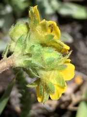 Ivesia lycopodioides scandularis