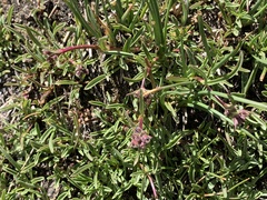 Penstemon heterodoxus heterodoxus