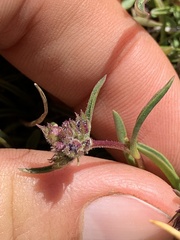 Penstemon heterodoxus heterodoxus
