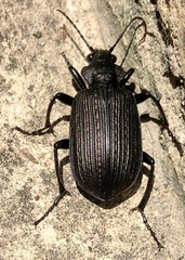 Calosoma alternans