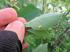 Amelanchier canadensis
