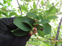 Amelanchier canadensis