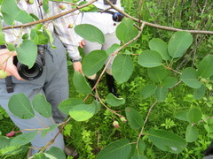 Amelanchier canadensis