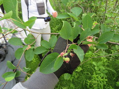 Amelanchier canadensis
