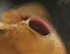 Neoplea striola