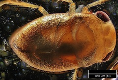Neoplea striola