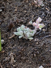 Draba californica