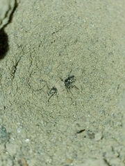 Vermileo