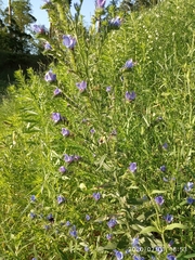 Echium vulgare