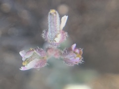 Draba californica