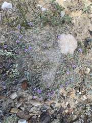 Astragalus kentrophyta tegetarius