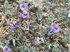 Astragalus kentrophyta tegetarius