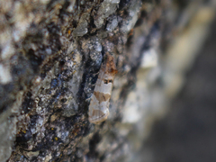 Lobesia littoralis