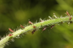 Macrosiphum rosae rosae