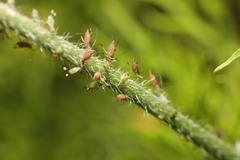 Macrosiphum rosae rosae