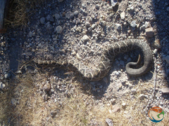 Crotalus culminatus