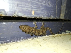 Hemidactylus platycephalus