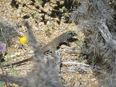 Aspidoscelis tigris tigris