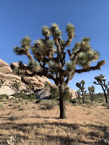 Western Joshua Tree