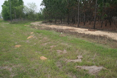 Geomys pinetis