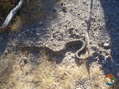 Crotalus culminatus