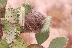 Campylorhynchus brunneicapillus