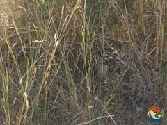 Crotalus culminatus
