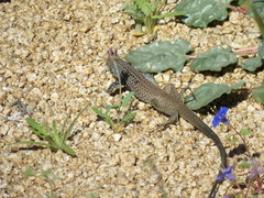 Aspidoscelis tigris tigris