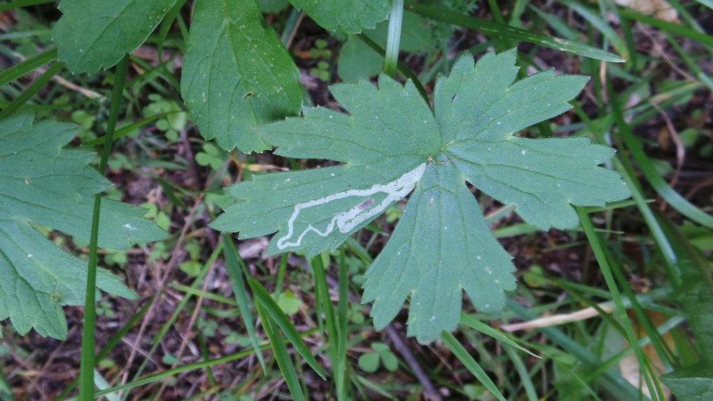 Phytomyza ranunculivora
