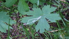 Phytomyza ranunculivora