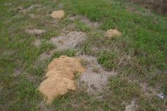 Geomys pinetis