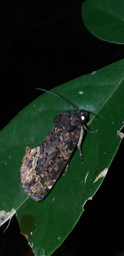 Gonodonta uxor