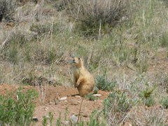 Cynomys parvidens