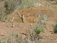 Cynomys parvidens